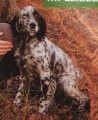 Setter Anglais LAIKA DU HAUT DE COUBLUCQ